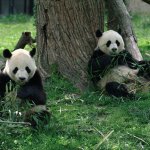 Chengdu, panda onderzoekcentrum